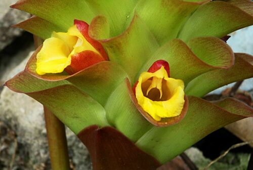 Curcuma aeruginosa (Pink and blue ginger) — photo