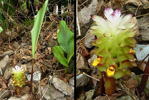 Curcuma aeruginosa
