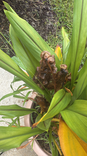 Curcuma alismatifolia (Siam tulip) — photo