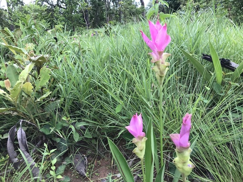Curcuma alismatifolia (Siam tulip) — photo
