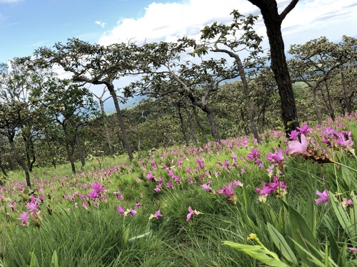 Curcuma alismatifolia
