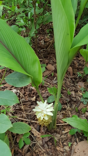 Curcuma amada (Mango Ginger) — photo