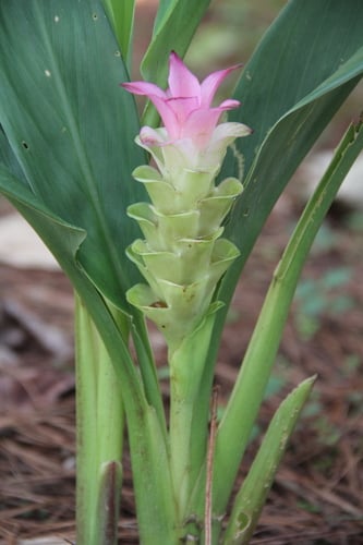 Curcuma amada