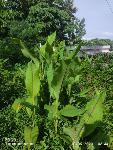 Curcuma angustifolia (Indian arrowroot) — photo