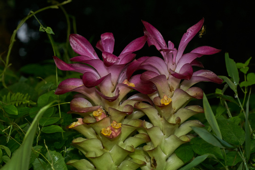 Curcuma angustifolia