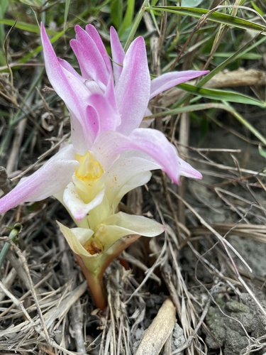 Curcuma aromatica (Wild turmeric) — photo