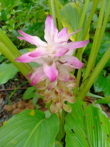 Curcuma aromatica (Wild turmeric) — photo