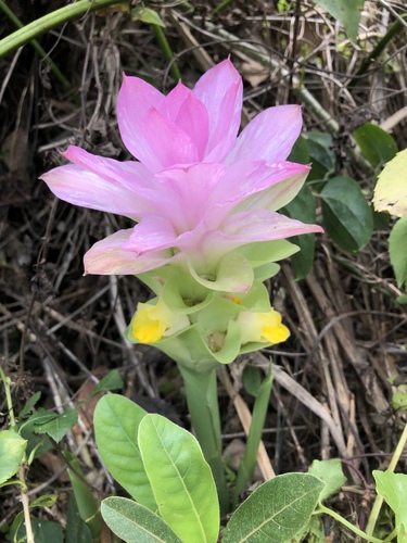 Curcuma aromatica