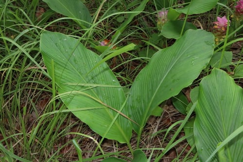 Curcuma australasica (Cape York lily) — photo