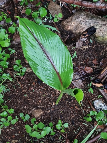 Curcuma caesia (Black zedoary) — photo