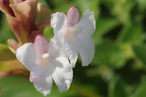 Curcuma caulina (Indian arrowroot) — photo