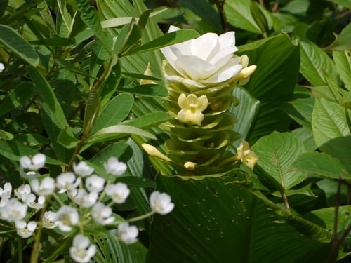 Curcuma caulina (Indian arrowroot) — photo