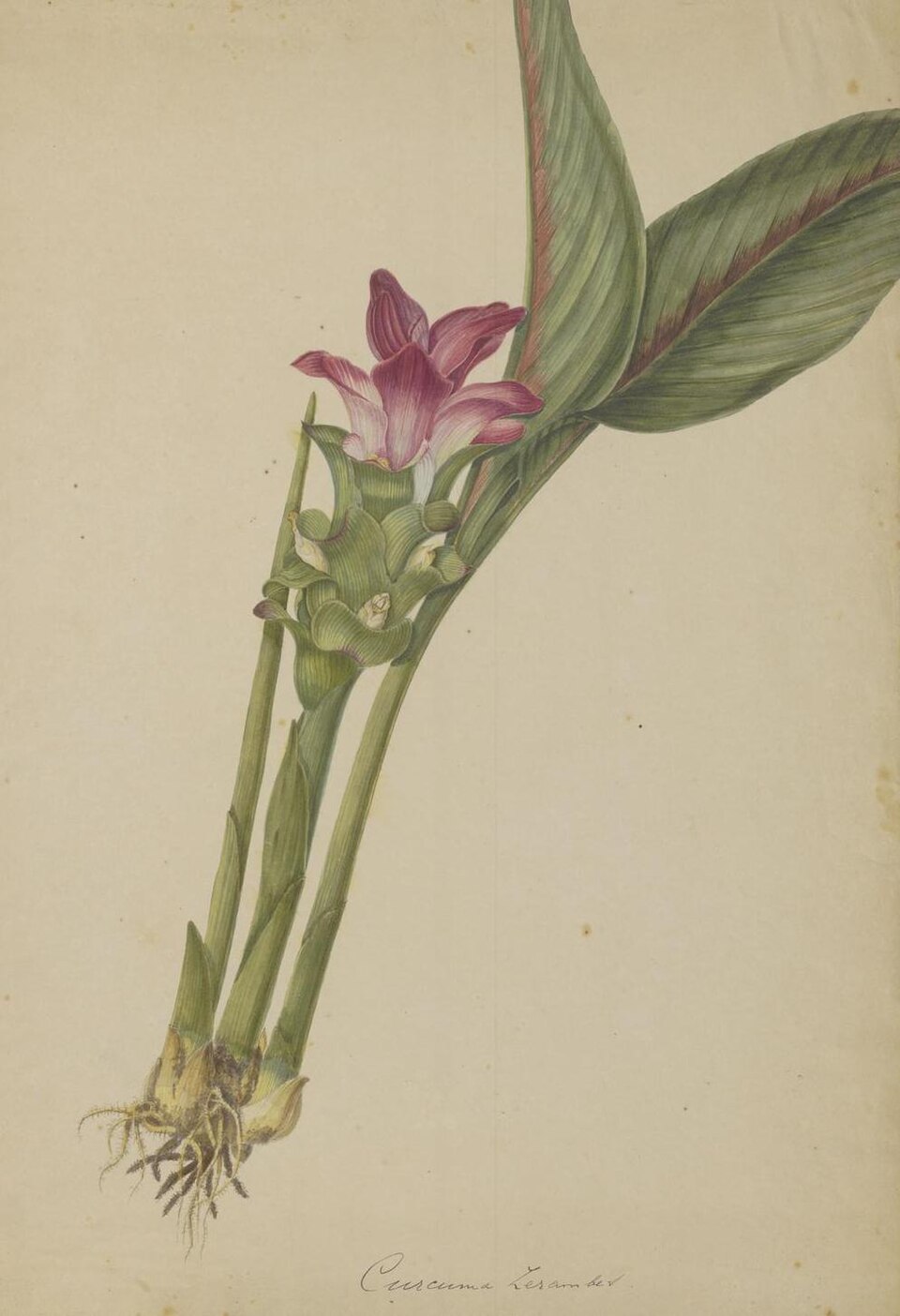 Curcuma euchroma