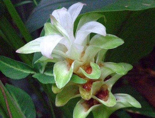 Curcuma longa (Turmeric) — photo
