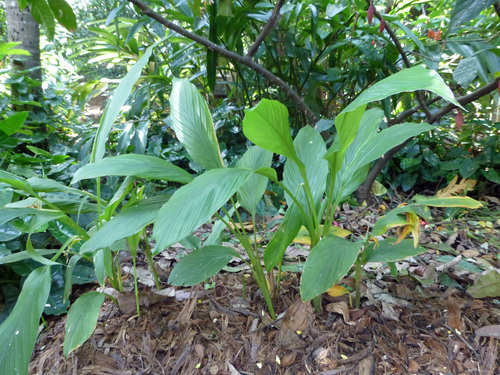 Curcuma longa (Turmeric) — photo