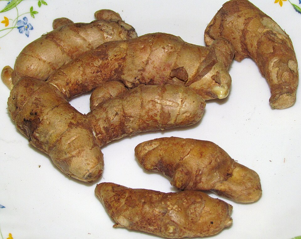 Curcuma mangga (White turmeric) — photo