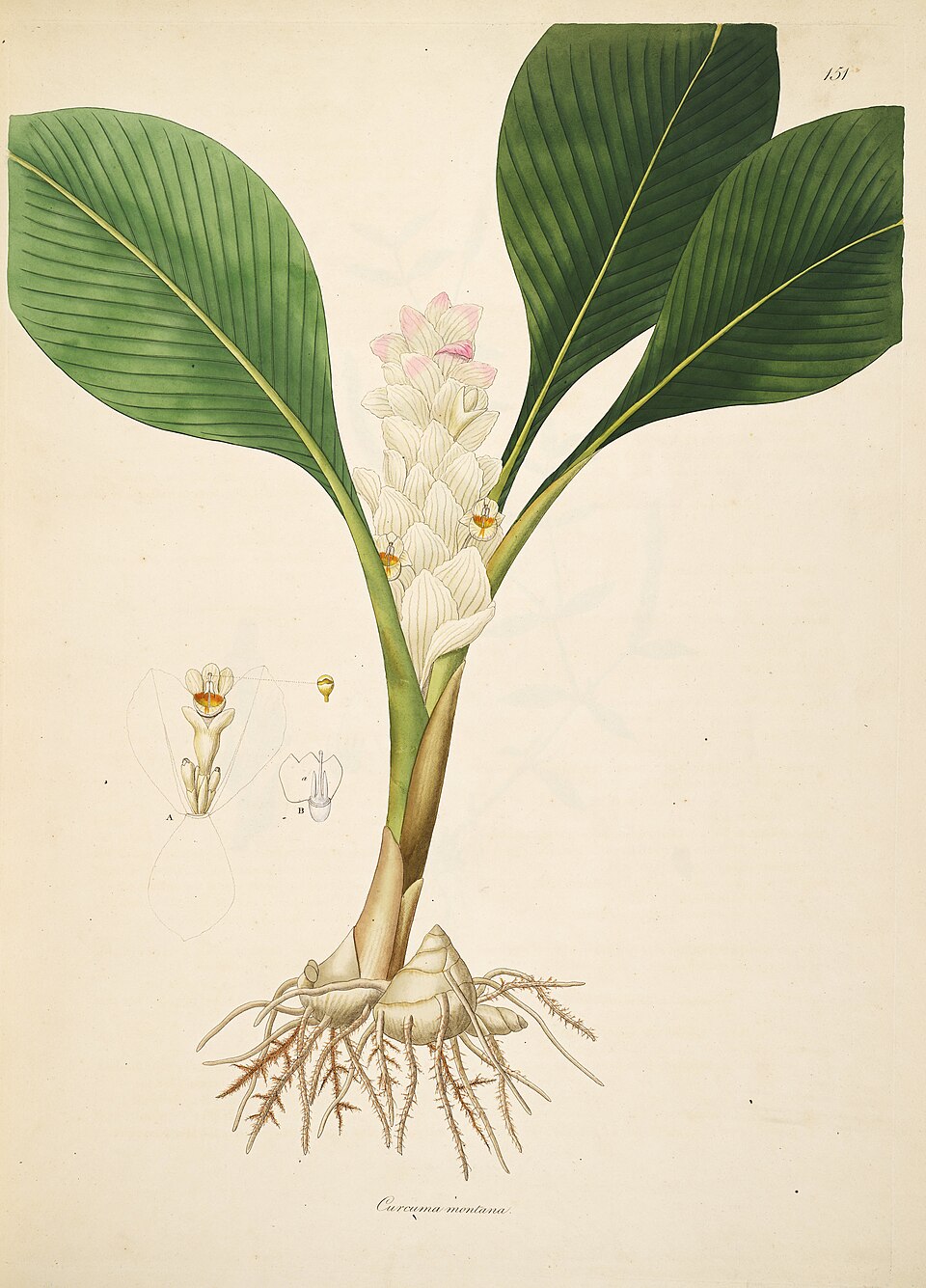 Curcuma montana