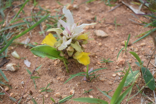 Curcuma neilgherrensis (Wild arrowroot) — photo