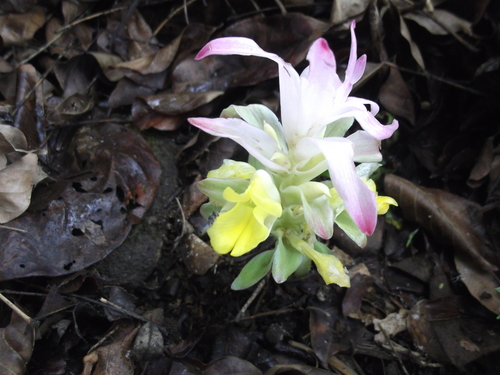 Curcuma neilgherrensis