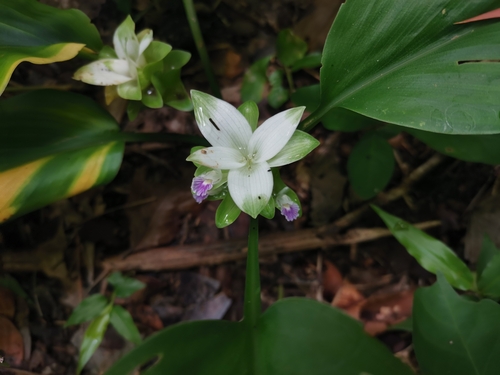 Curcuma parviflora — photo