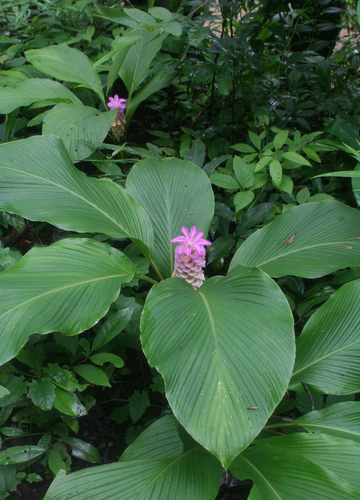 Curcuma petiolata (Pink tower Curcuma) — photo