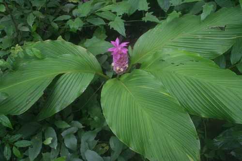 Curcuma petiolata (Pink tower Curcuma) — photo
