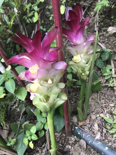 Curcuma picta (Zedoary) — photo