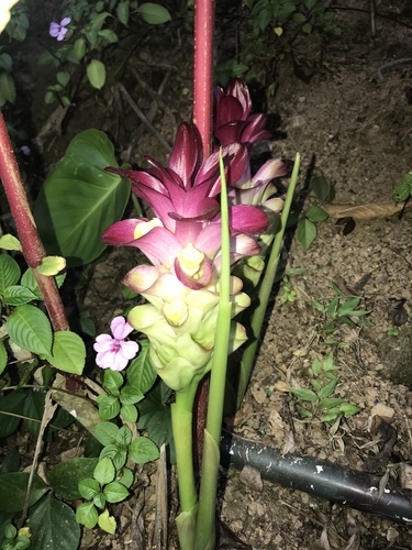 Curcuma picta