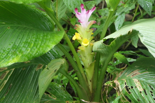 Curcuma pseudomontana (Hill turmeric) — photo