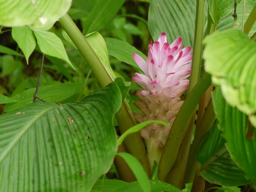 Curcuma pseudomontana