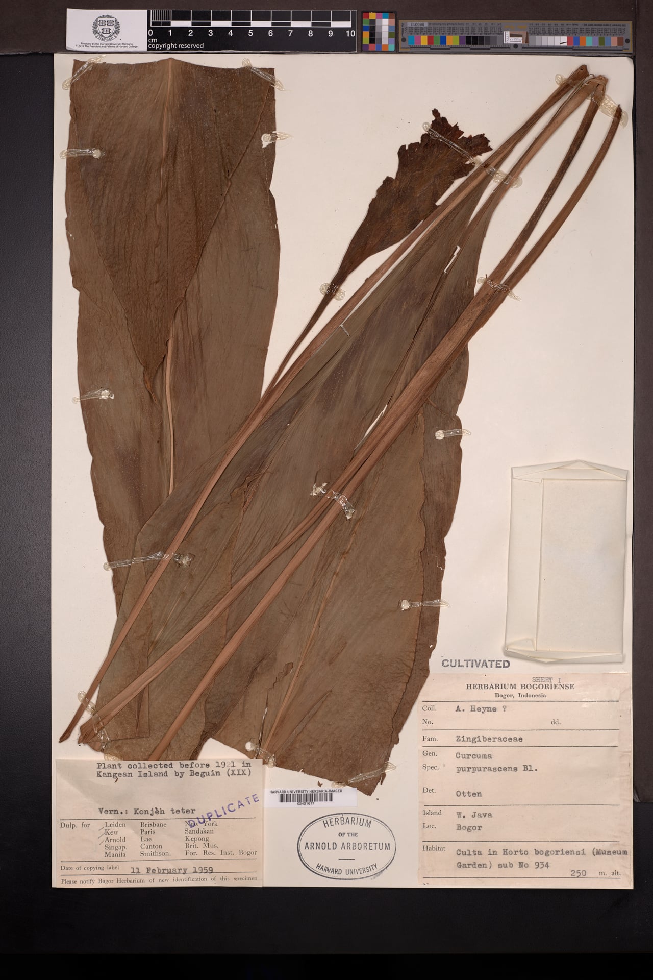 Curcuma purpurascens (Temu tis) — photo