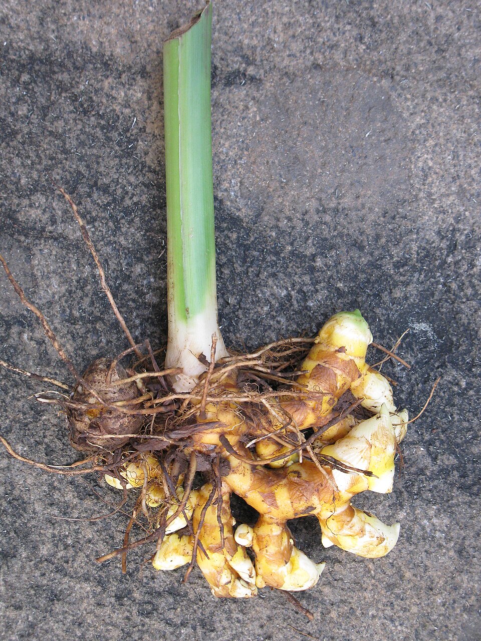 Curcuma purpurascens (Temu tis) — photo
