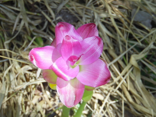 Curcuma purpurascens