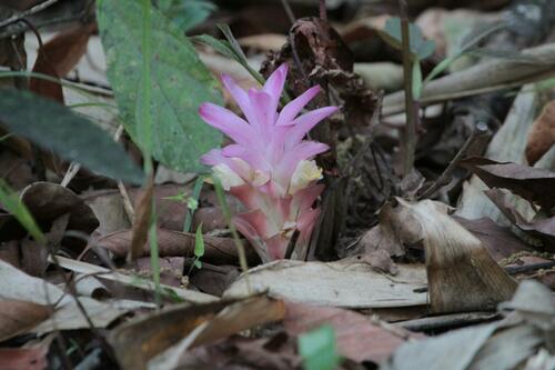 Curcuma rubescens