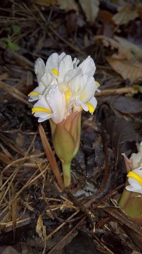 Curcuma singularis — photo