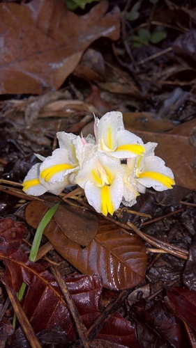 Curcuma singularis — photo