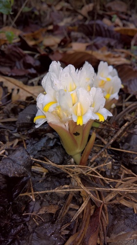 Curcuma singularis