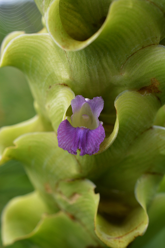 Curcuma thorelii — photo