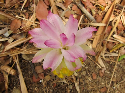 Curcuma zanthorrhiza (Javanese turmeric) — photo