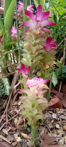 Curcuma zedoaria (Zedoary) — photo
