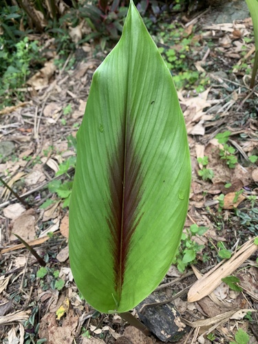 Curcuma zedoaria (Zedoary) — photo