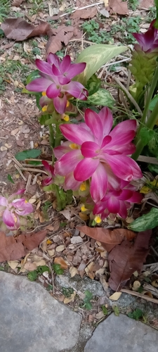 Curcuma zedoaria