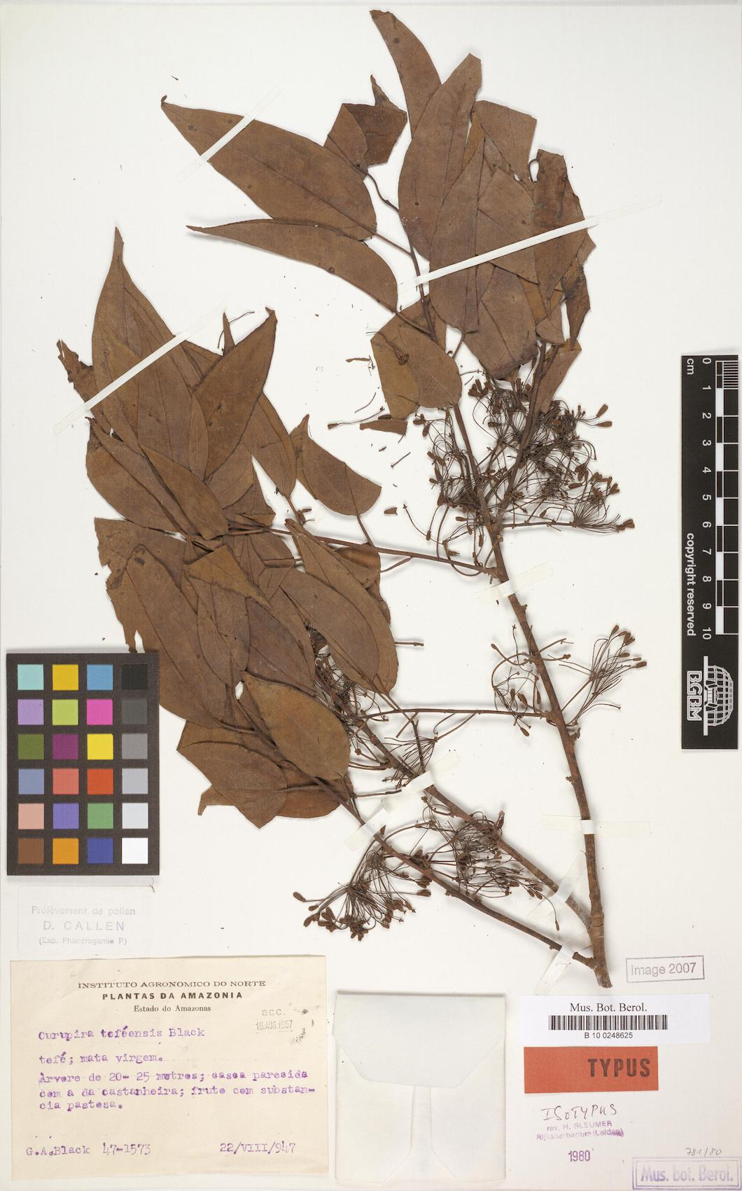 Curupira tefeensis