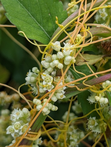 Cuscuta australis — photo