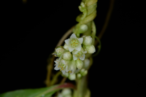 Cuscuta australis