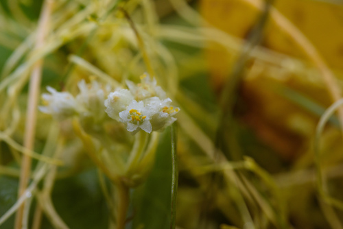 Cuscuta chinensis (Chinese dodder) — photo