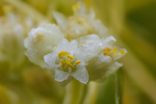 Cuscuta chinensis (Chinese dodder) — photo
