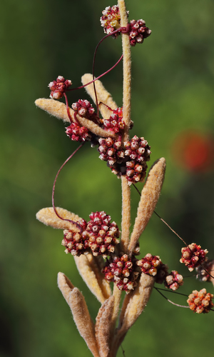 Cuscuta palaestina — photo