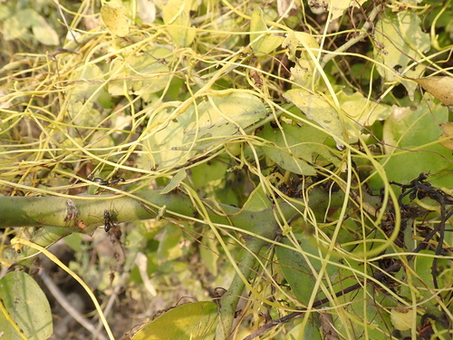 Cuscuta reflexa — photo