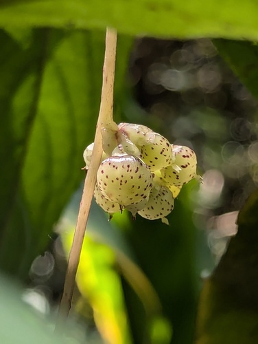 Cuscuta reflexa — photo